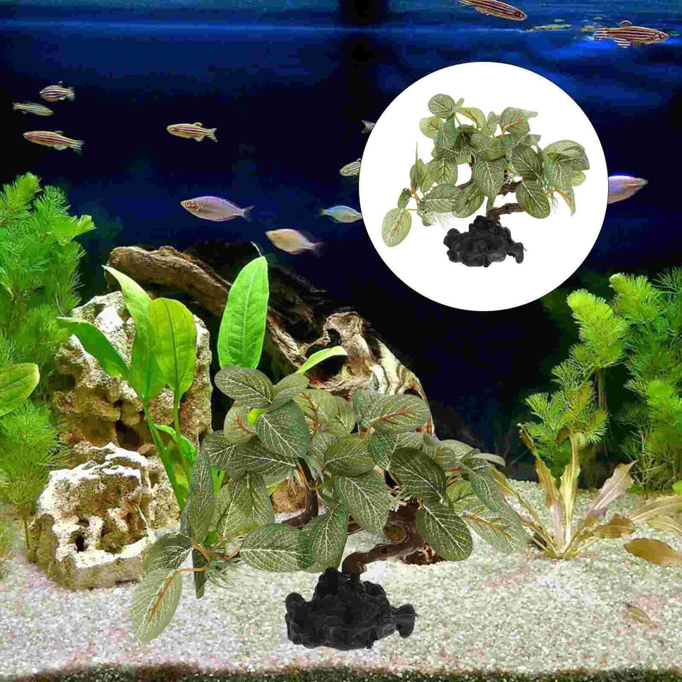 Aquarium Plants - fish tank plants InBudgets