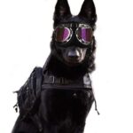 Dog Goggles InBudgets