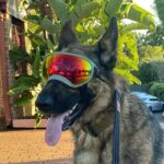 Dog Goggles InBudgets