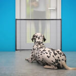 Dogs Fence Gate And Pets Barrier Fence InBudgets